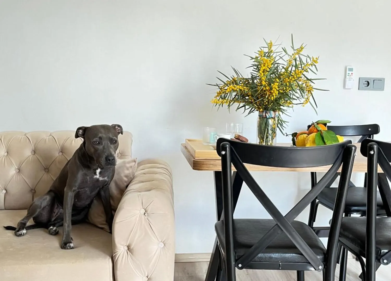 Aden Pet Apartment Fethiye Turkey